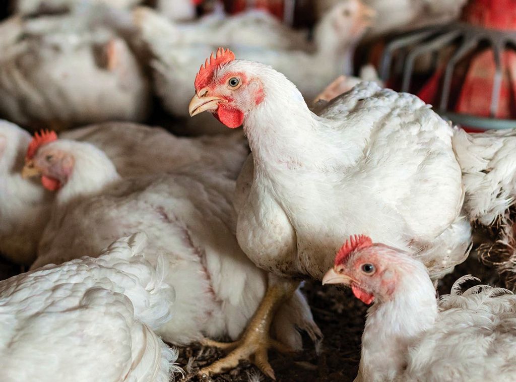 broiler chicken broiler chicken