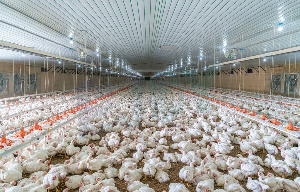 broiler house broiler house