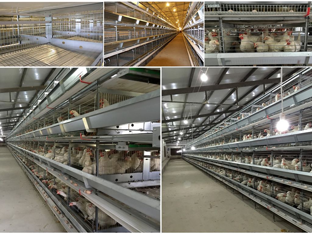 layer cage layer cage