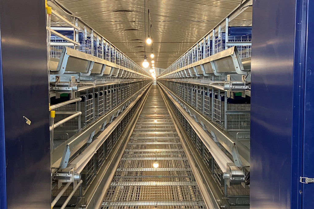 H type layer poultry cage